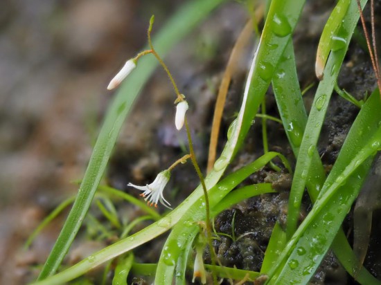 圖為廣西肺筋草。（廣西壯族自治區(qū)中醫(yī)藥研究院供圖）
