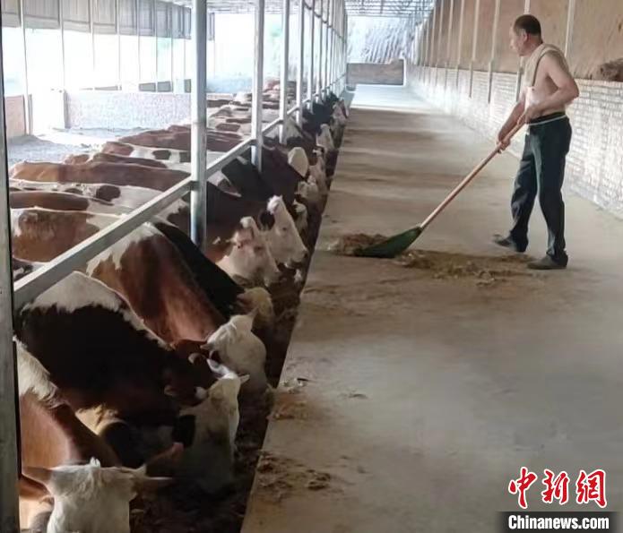 馬騰飛預(yù)計(jì)，2025年合作社擁有肉牛數(shù)量將達(dá)到1000余頭?！●R騰飛 攝
