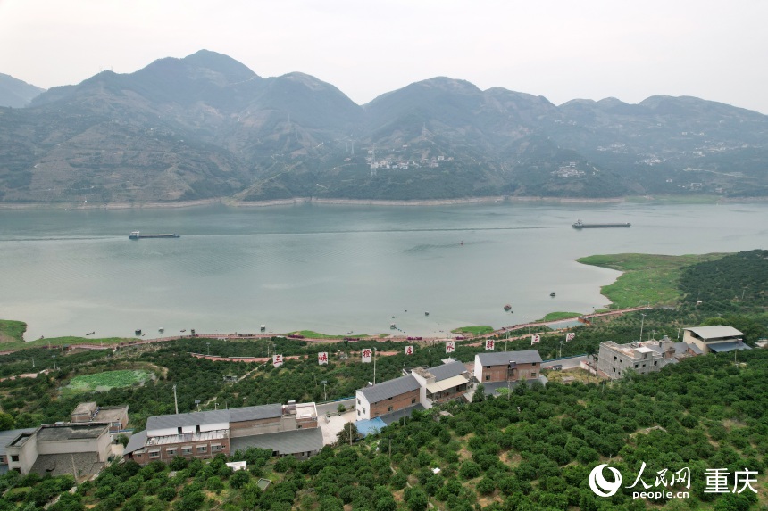 三沱村正以“三峽橙莊”建設(shè)為契機(jī)，描繪鄉(xiāng)村振興新圖景。人民網(wǎng)記者 劉政寧攝