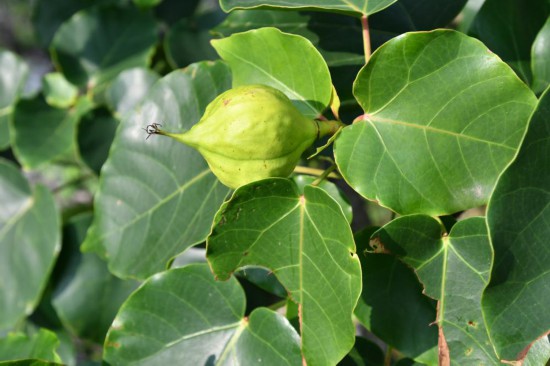 圖為石山油桐。（廣西壯族自治區(qū)中醫(yī)藥研究院供圖）