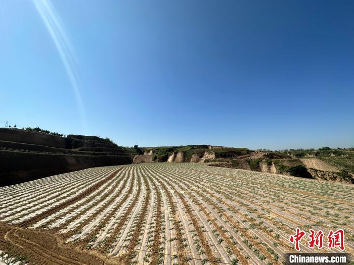 石西素有“西瓜之鄉(xiāng)”之美譽(yù)，這里土壤肥沃、晝夜溫差大，孕育出的西瓜脆爽、汁多、超甜?！⑿〖t 攝