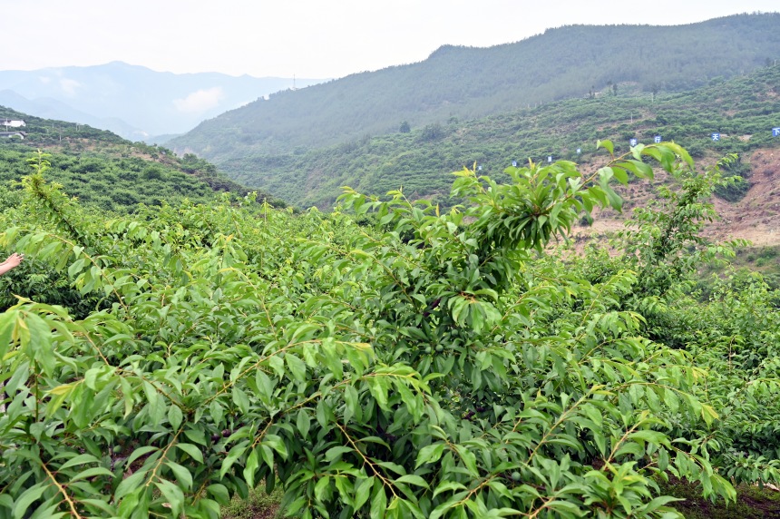 柑園村漫山遍野的脆李樹(shù)。鄒樂(lè)攝