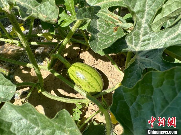 14日，記者在合作社的百畝西瓜地里，看著一個(gè)個(gè)如雞蛋般大小的西瓜，正“享受”著太陽(yáng)的炙烤?！⑿〖t 攝