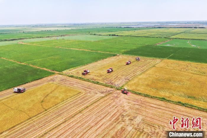 圖為在南昌縣大田農(nóng)社，收割機(jī)正在收割早稻?！⒘?攝