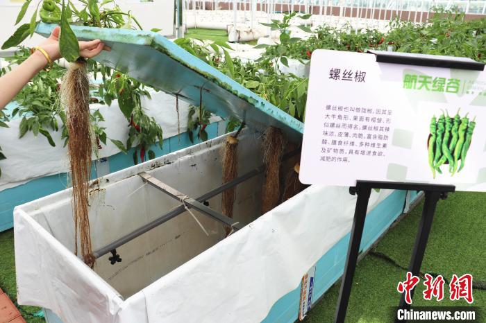 圖為在南昌市紅谷灘區(qū)元宇宙·VR數(shù)字農(nóng)業(yè)示范基地氣霧培養(yǎng)車(chē)間里，螺絲椒長(zhǎng)勢(shì)良好?！⌒苠\陽(yáng) 攝