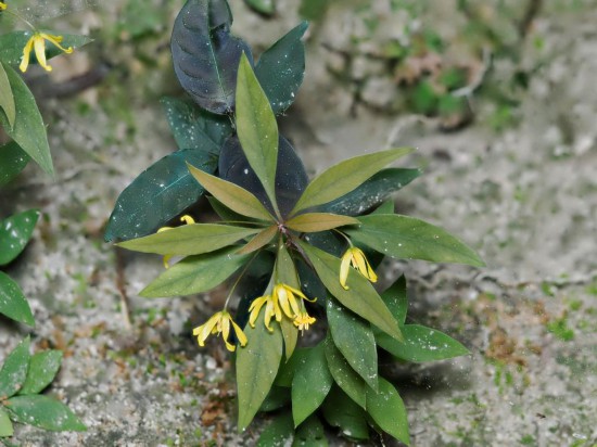 圖為洞生香草。（廣西壯族自治區(qū)中醫(yī)藥研究院供圖）